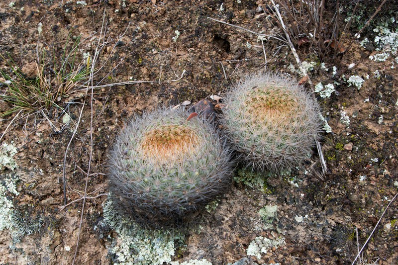 Weingartia neocumingii photo 3