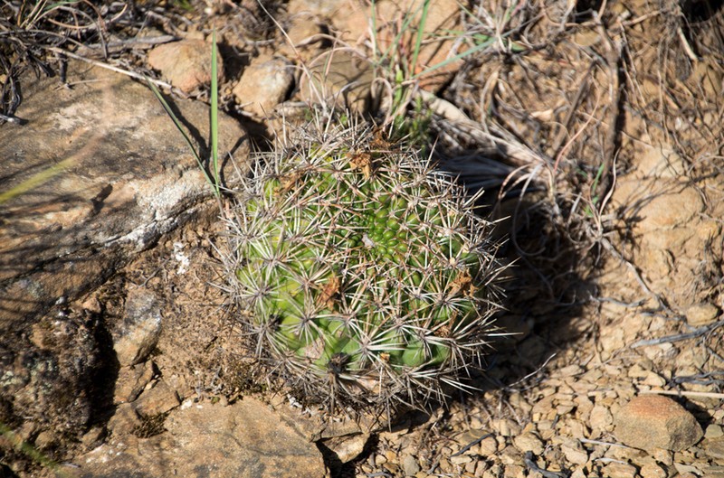 Weingartia neocumingii photo 4