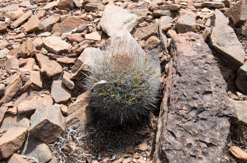 Weingartia neocumingii photo 5