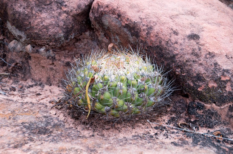 Weingartia neocumingii photo 6