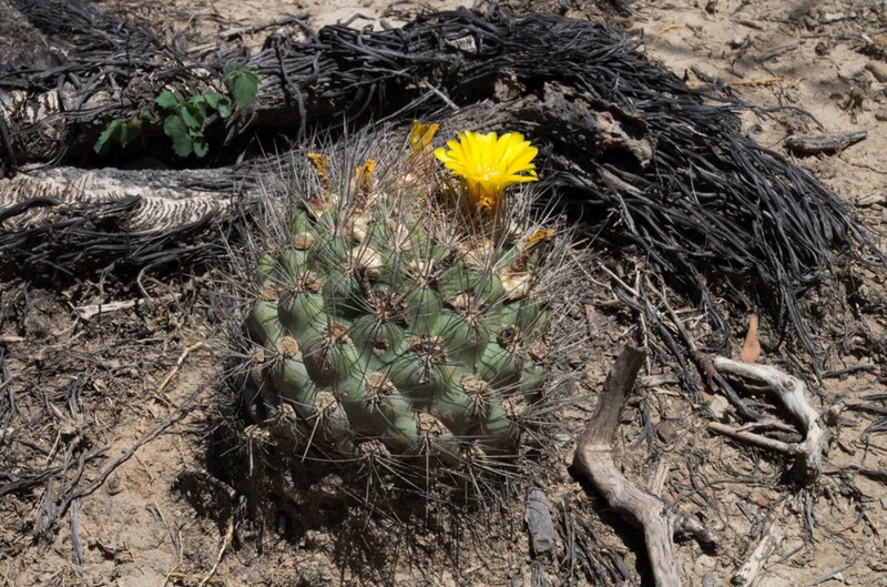 Weingartia neocumingii photo 7