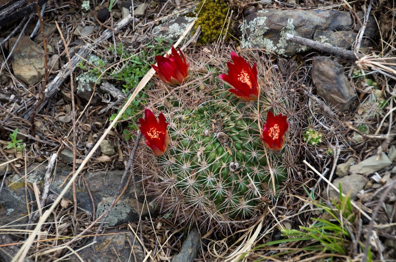 Weingartia neocumingii photo 8