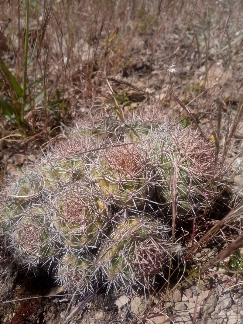 Weingartia neocumingii subsp. neocumingii photo 2