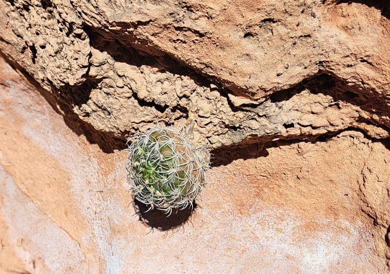 Weingartia neocumingii subsp. neocumingii photo 3