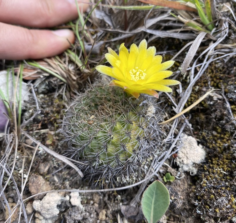 Weingartia neocumingii subsp. pulquinensis