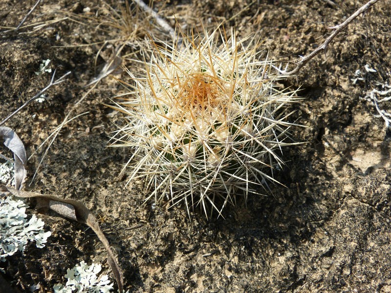 Weingartia neocumingii subsp. pulquinensis photo 2