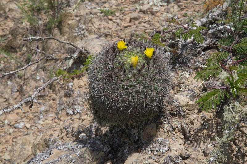 Weingartia neocumingii subsp. pulquinensis photo 3