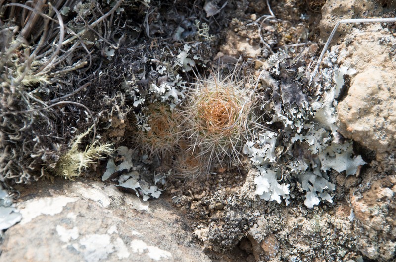 Weingartia neocumingii subsp. pulquinensis photo 4