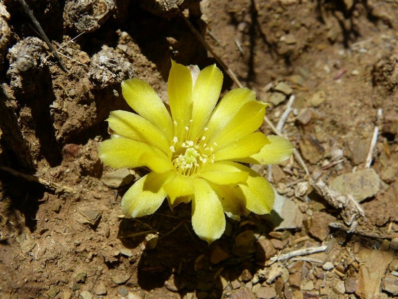 Weingartia neumanniana