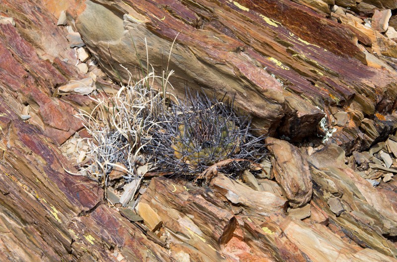Weingartia neumanniana photo 2