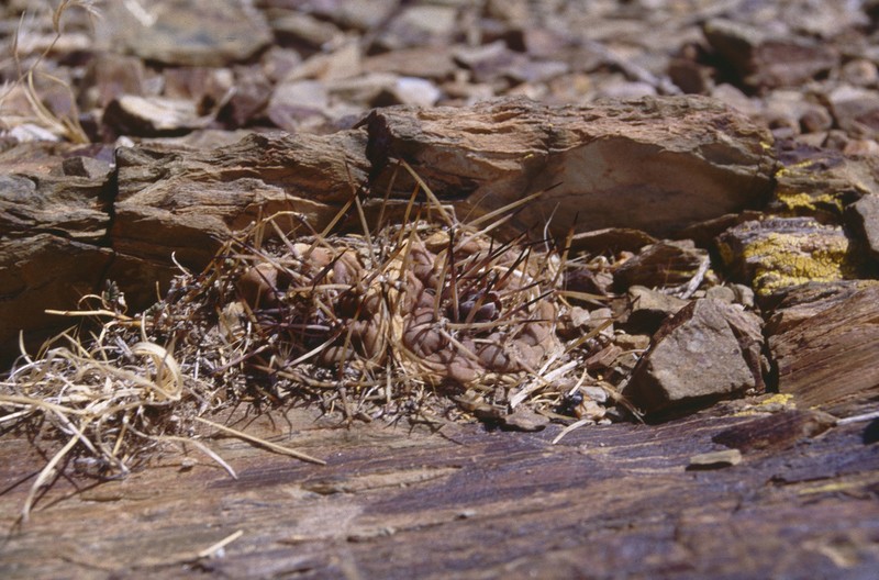 Weingartia neumanniana photo 3