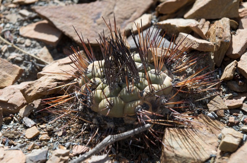 Weingartia neumanniana photo 4
