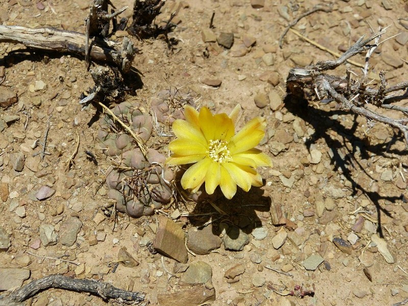 Weingartia neumanniana photo 5