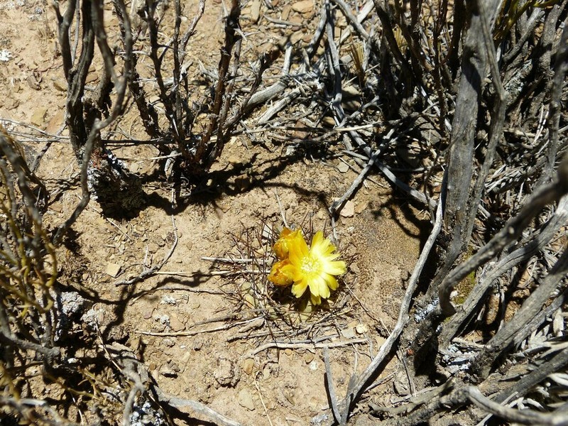 Weingartia neumanniana photo 6