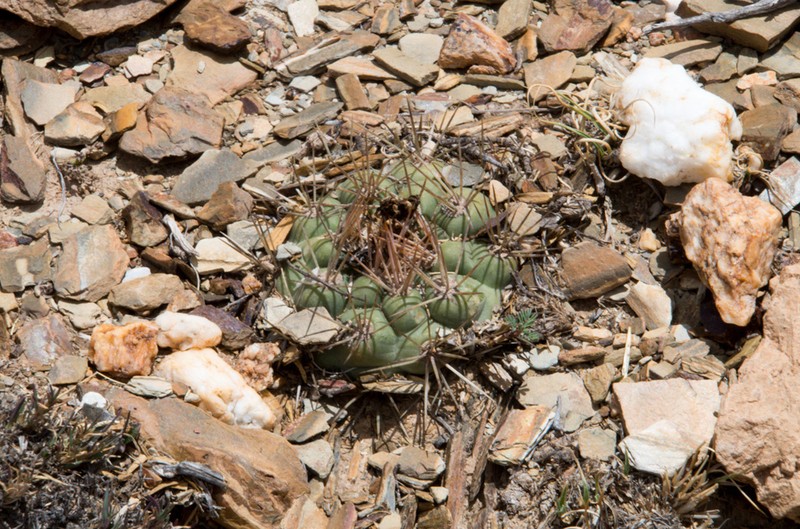 Weingartia neumanniana photo 7