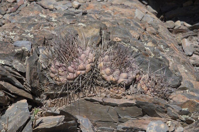 Weingartia neumanniana photo 8
