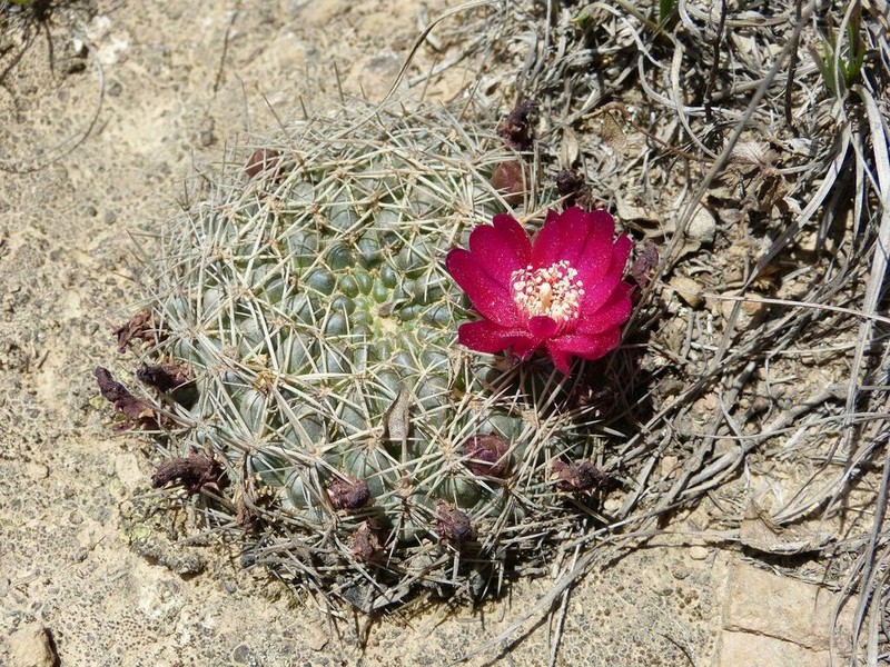 Weingartia purpurea photo 2