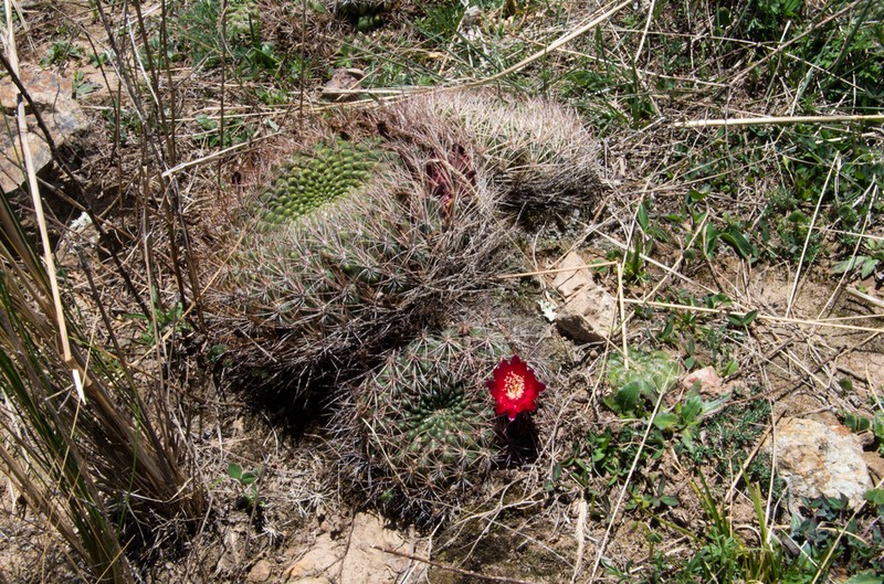 Weingartia purpurea photo 3