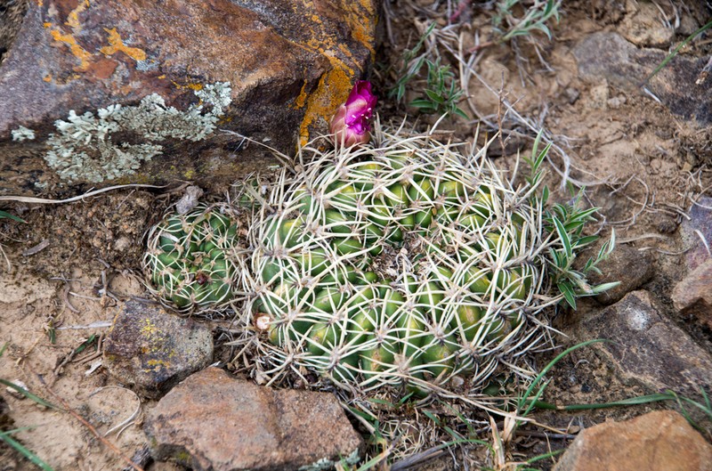 Weingartia purpurea photo 4