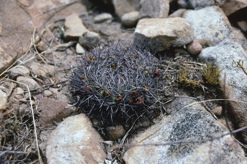 Weingartia purpurea photo 5