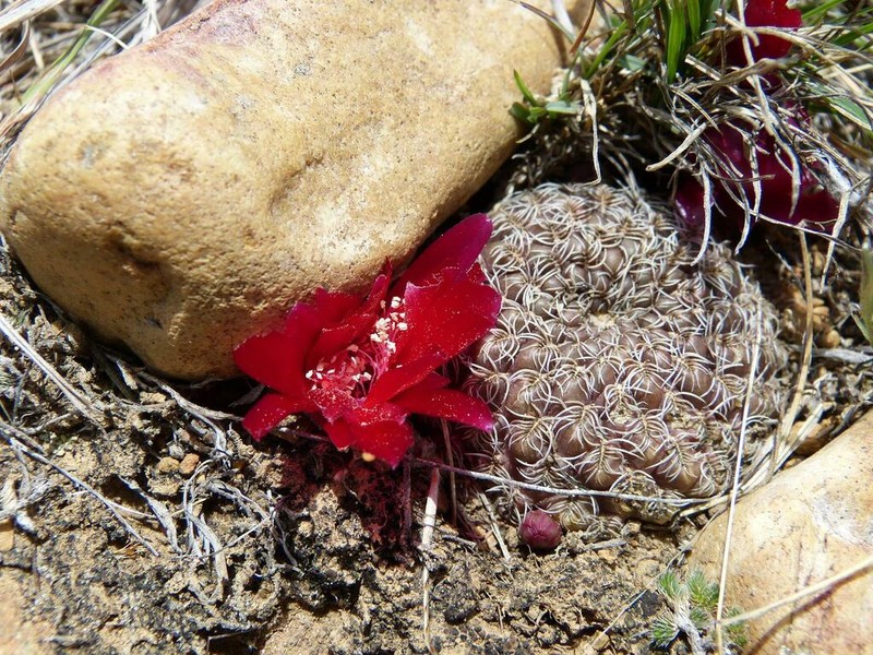 Weingartia purpurea photo 6