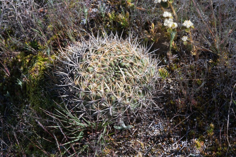 Weingartia purpurea photo 7