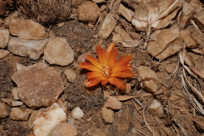 Weingartia steinbachii subsp. steinbachii