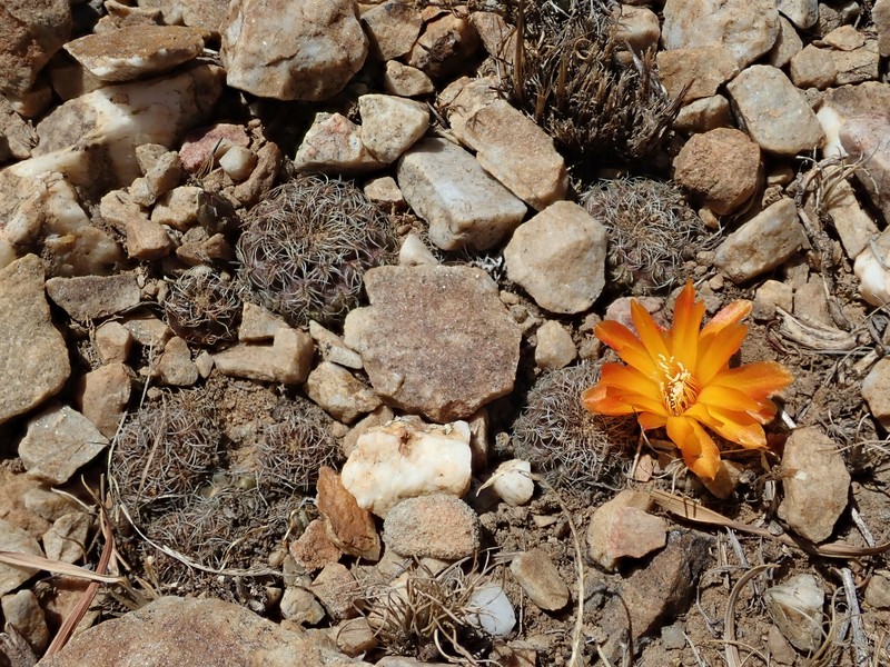 Weingartia steinbachii subsp. steinbachii photo 2