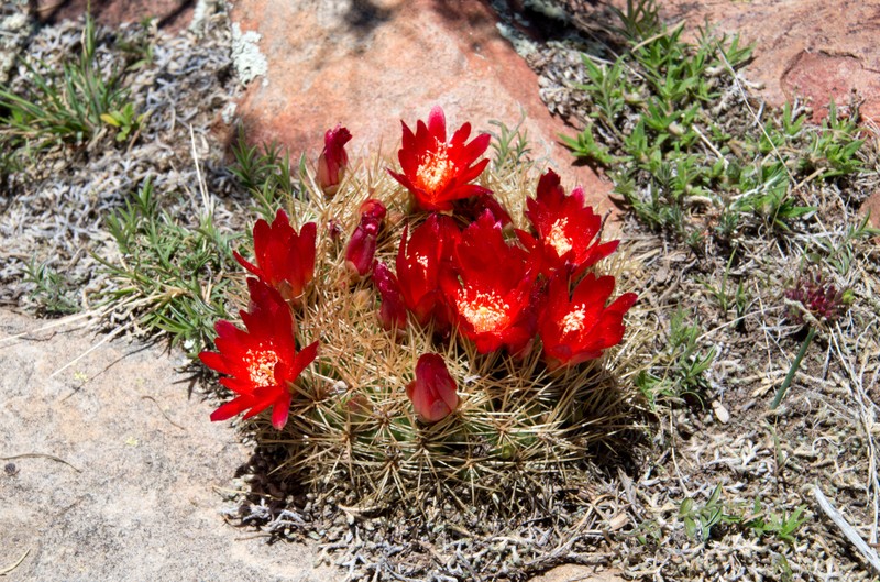 Weingartia steinbachii subsp. steinbachii photo 3