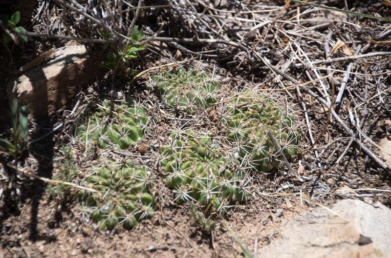 Weingartia steinbachii subsp. steinbachii photo 4
