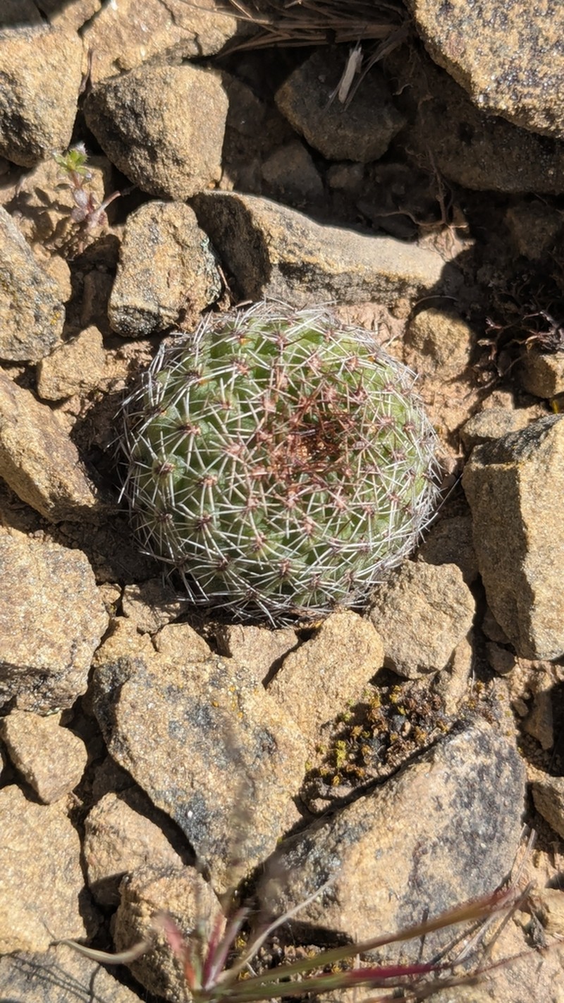 Weingartia tarijensis photo 4