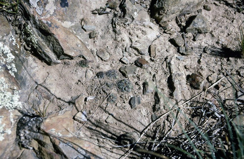 Weingartia tarijensis photo 5