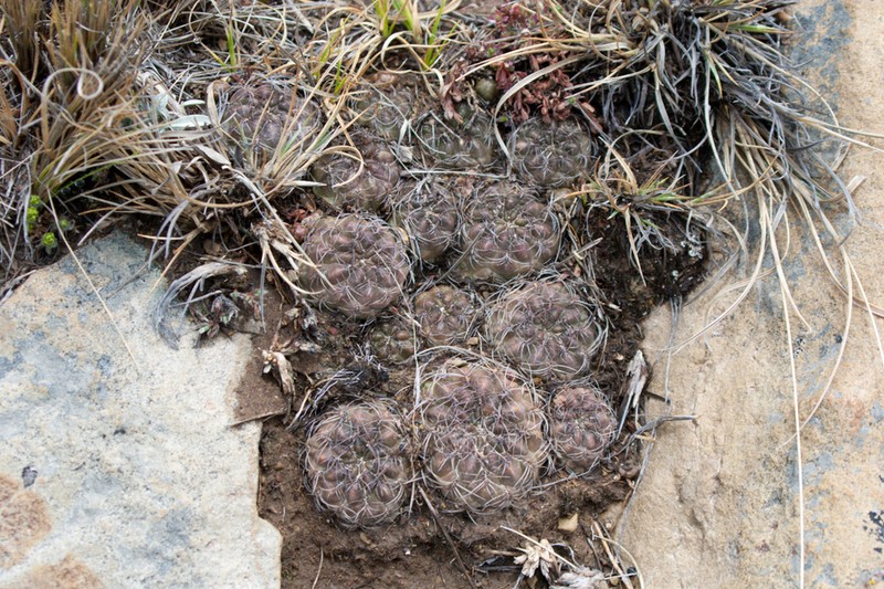 Weingartia tarijensis photo 6