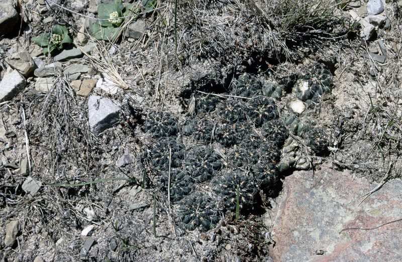 Weingartia tarijensis photo 7