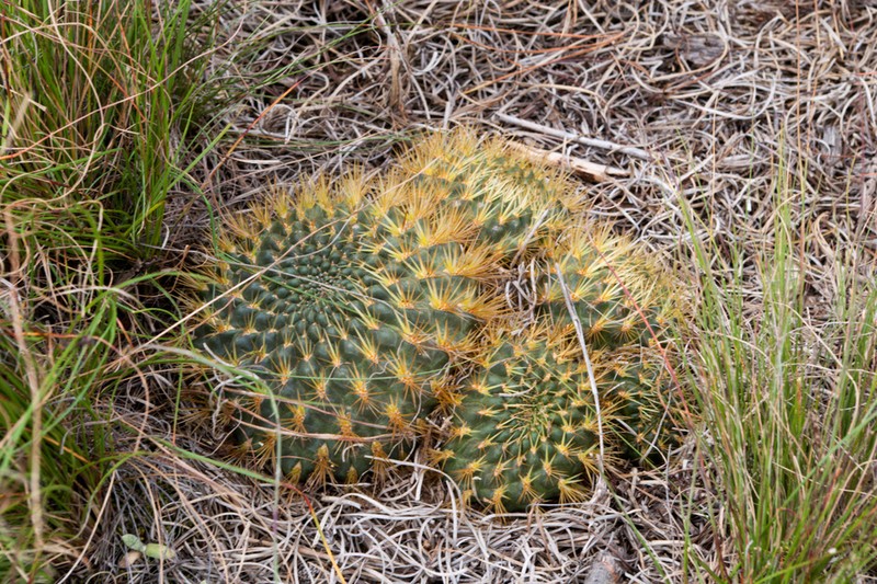 Weingartia tiraquensis