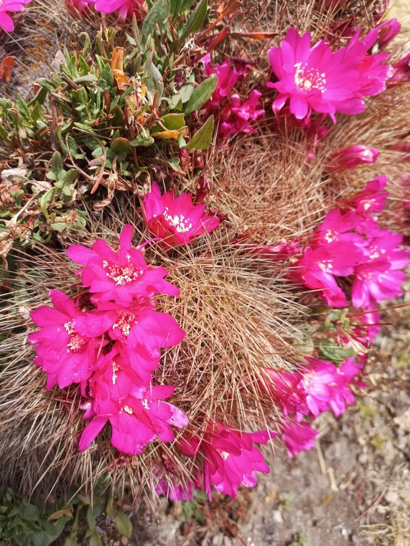 Weingartia tiraquensis photo 2