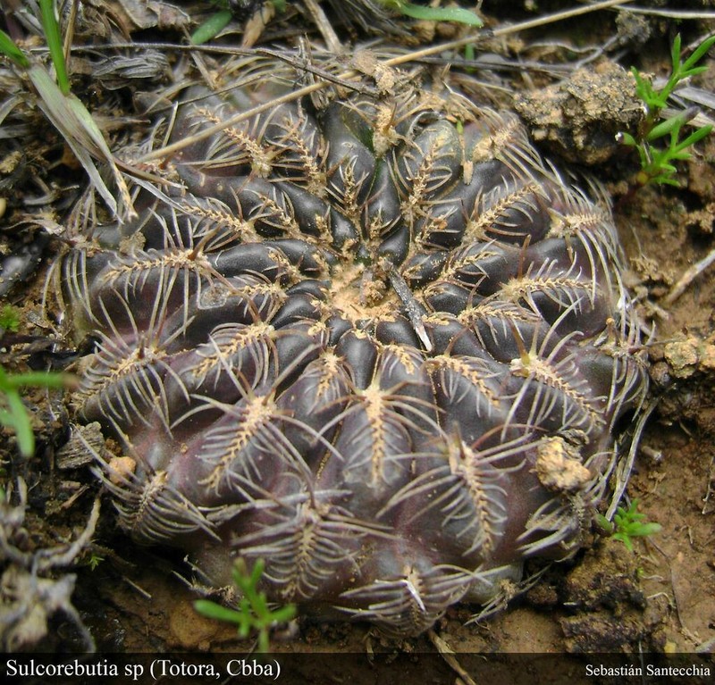 Weingartia tiraquensis photo 3