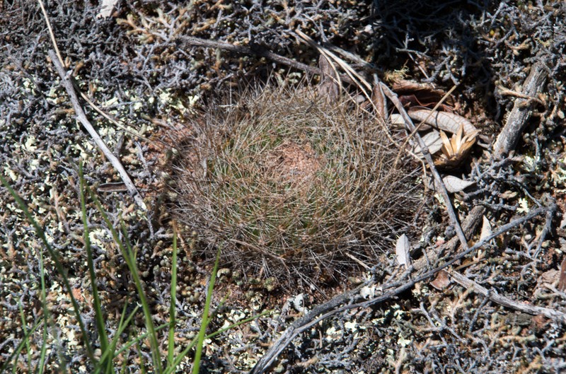 Weingartia tiraquensis photo 4