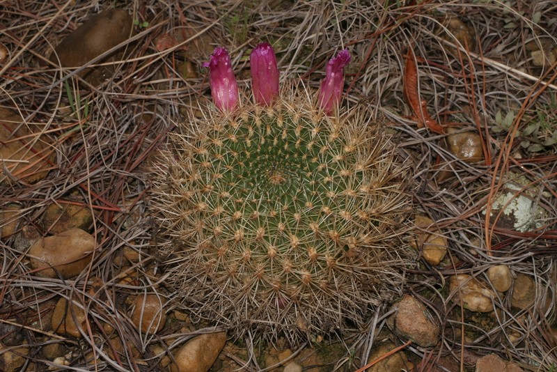 Weingartia tiraquensis photo 5