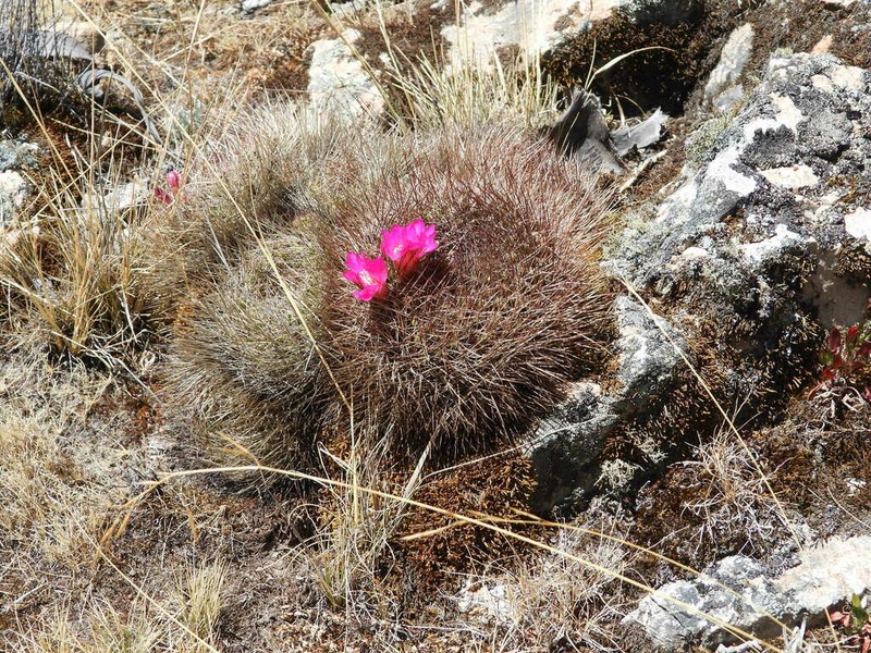 Weingartia tiraquensis photo 6