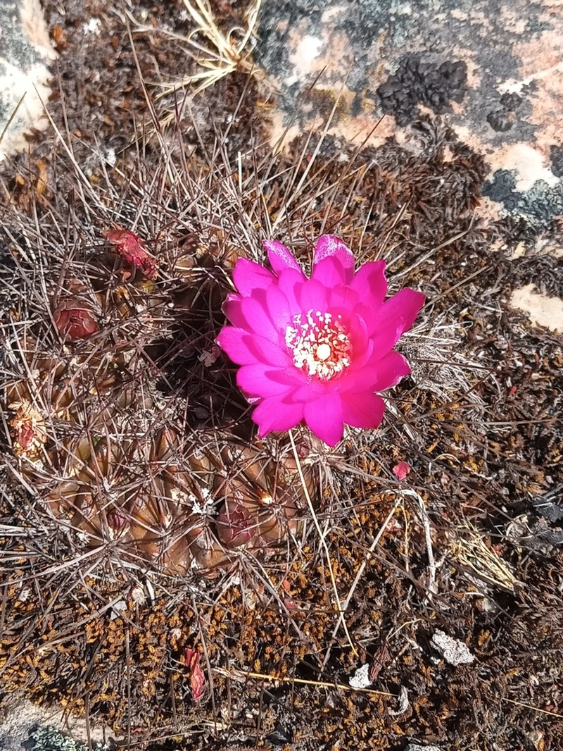 Weingartia tiraquensis photo 7
