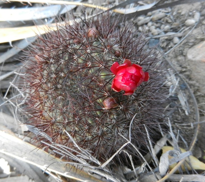 Weingartia tiraquensis photo 8