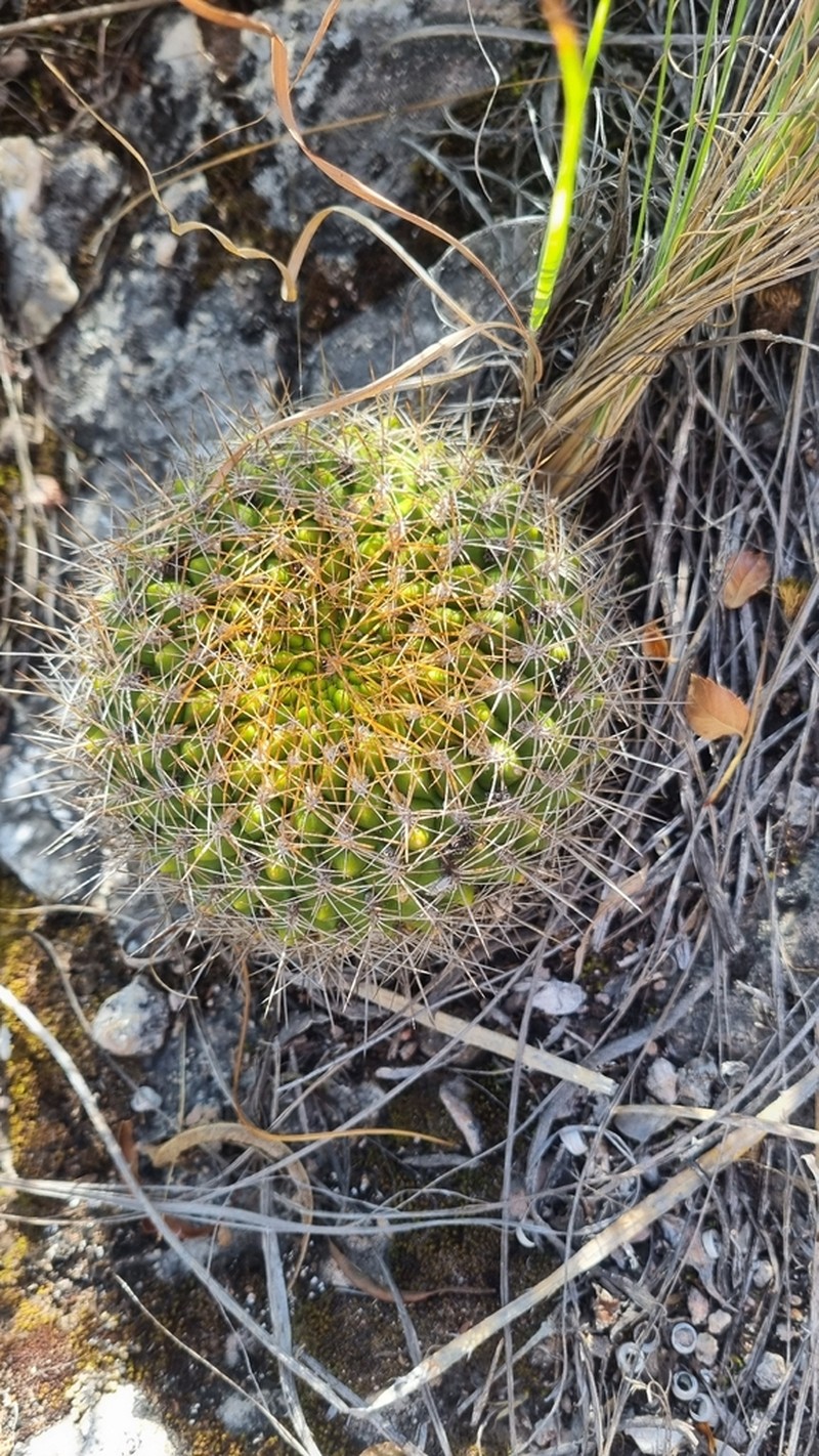 Weingartia torotorensis