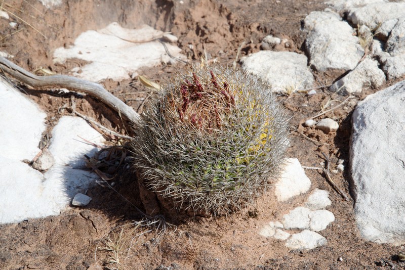 Weingartia torotorensis photo 2