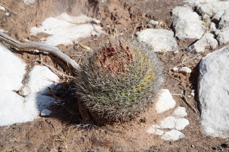 Weingartia torotorensis photo 3