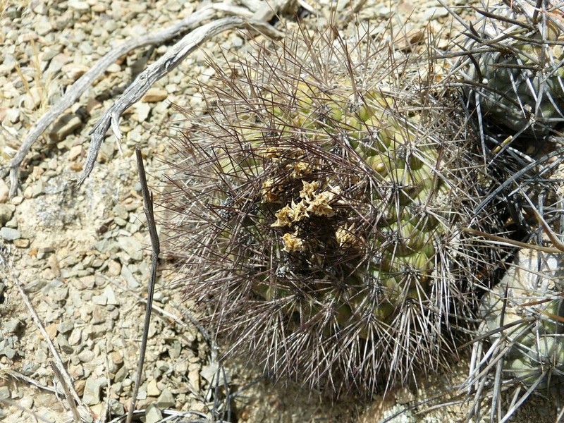 Weingartia westii photo 5