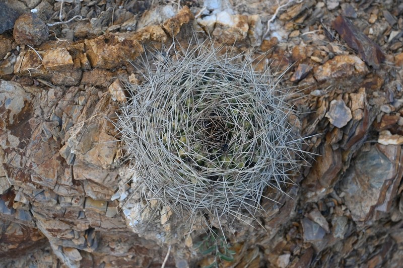 Weingartia westii photo 6