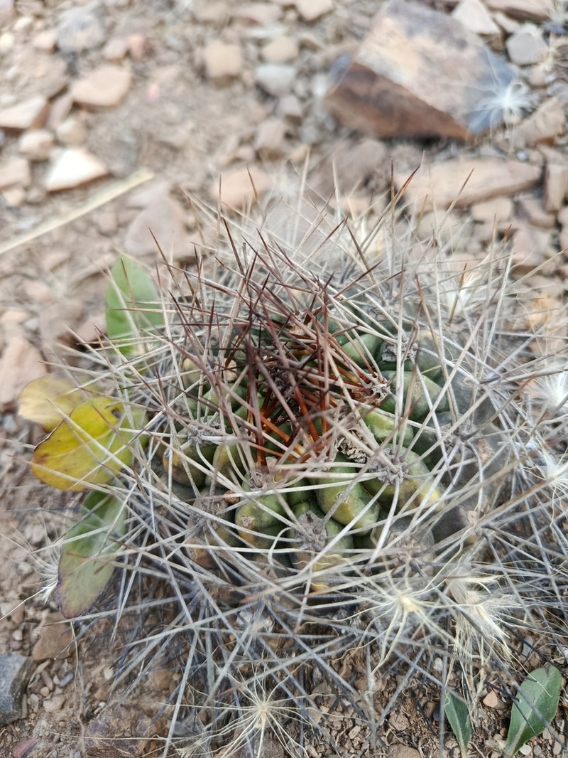 Weingartia westii photo 8