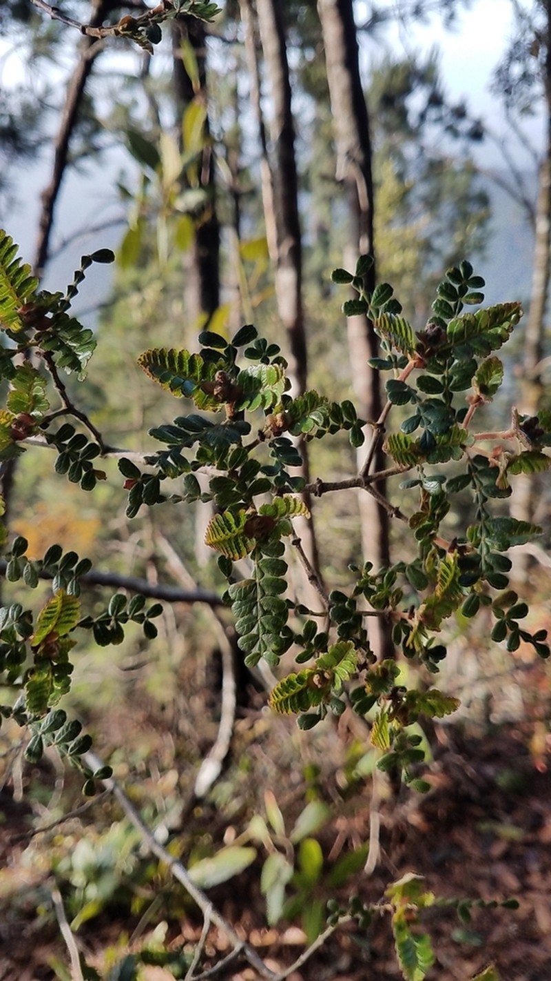 Weinmannia abstrusa