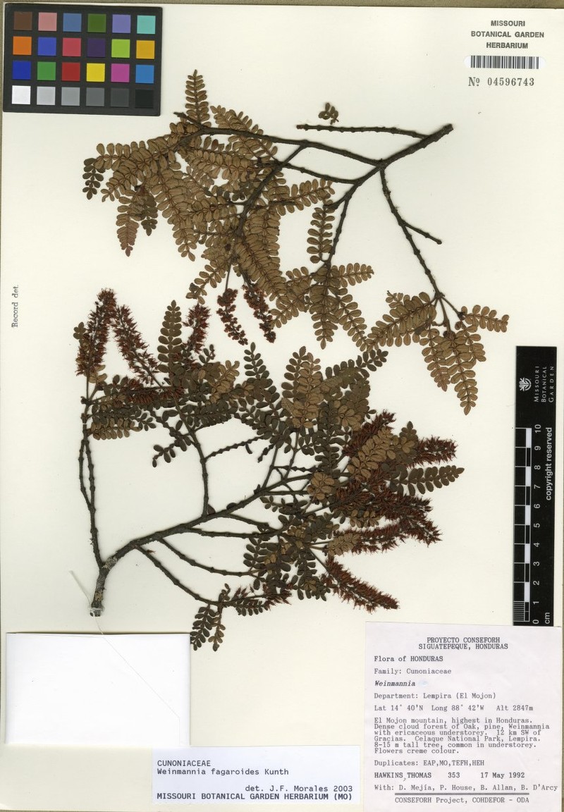 Weinmannia abstrusa photo 2